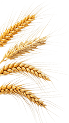 about-one-img-shape-1